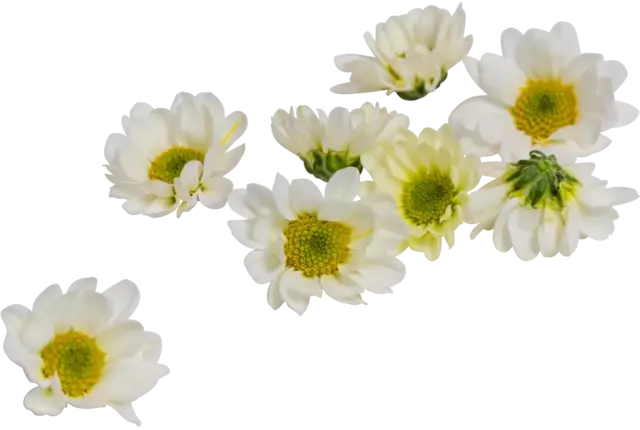Fleur comestible blanc 20pc pièce